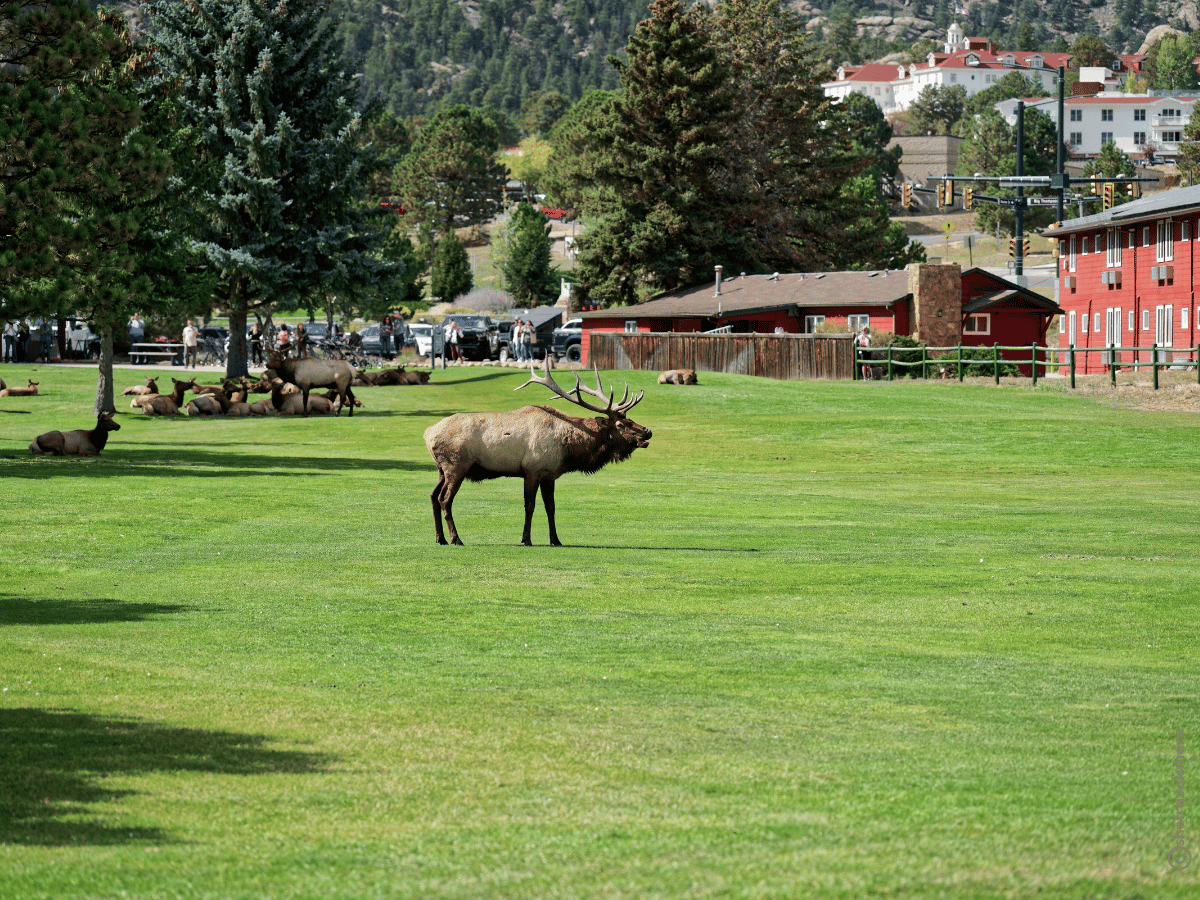 Colorado Rocky Mountain National Park - Estes Park