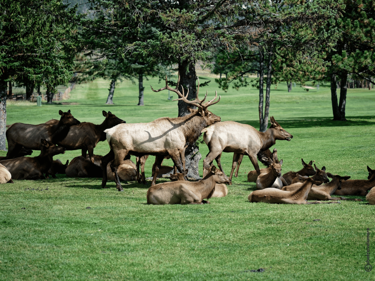 Colorado Rocky Mountain National Park - Estes Park