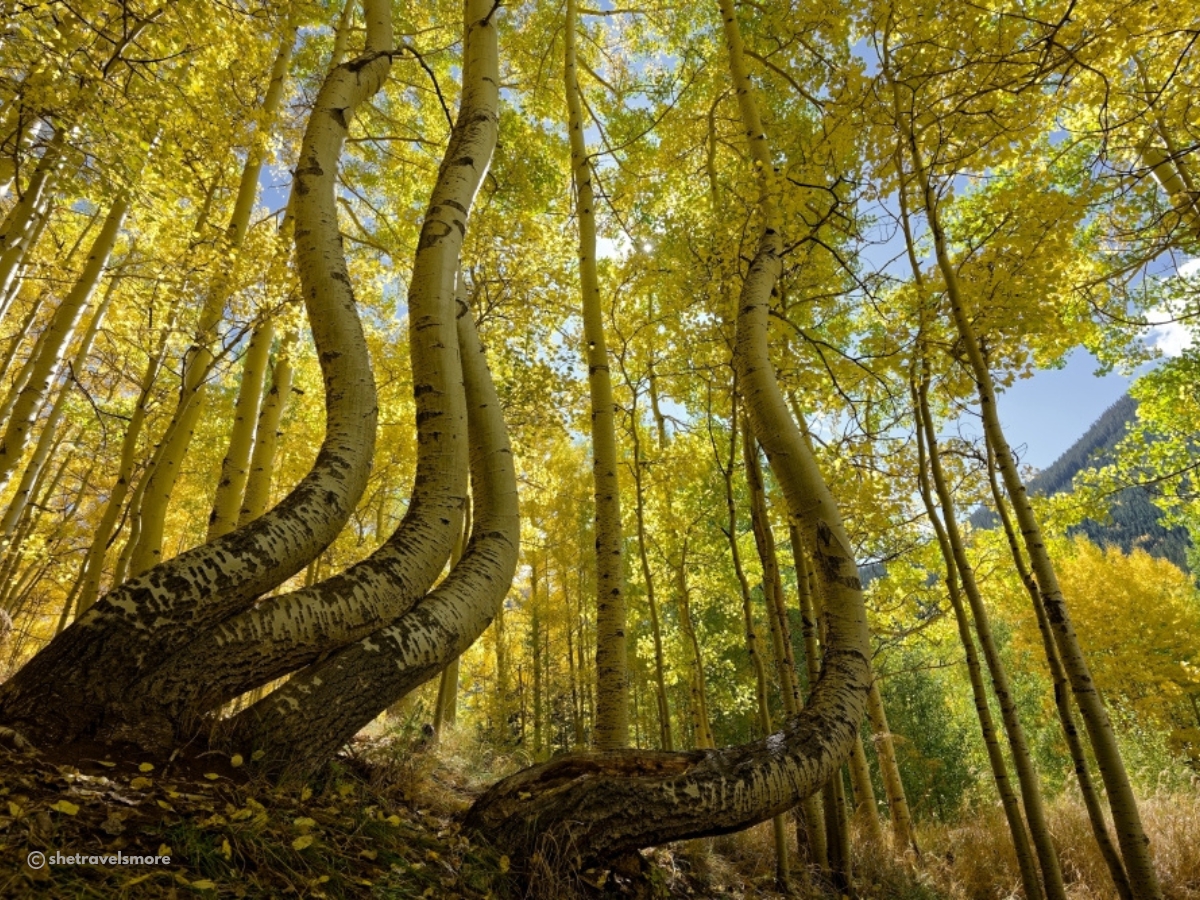 Ophir fall foliage
