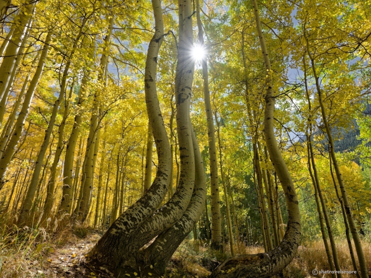Ophir fall foliage